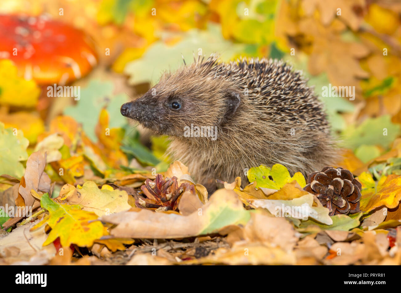 Hedgehog, wild, native, European hedgehogs, (Erinaceus europaeus) in natural habitat in Autumn or Fall with golden leaves. Horizontal. Stock Photo