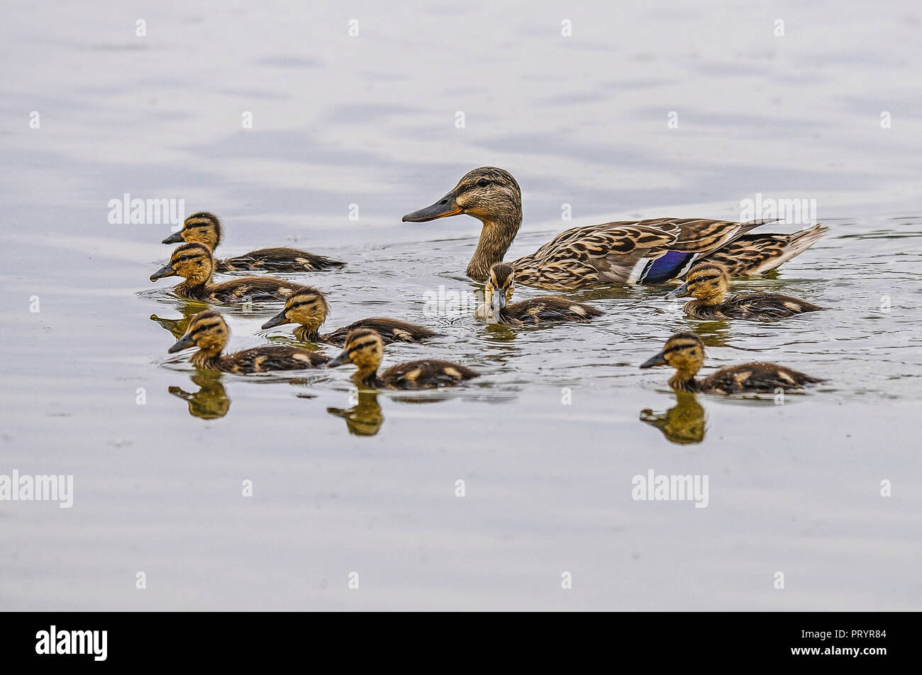 Female mallard with eight ducklings in water Stock Photo