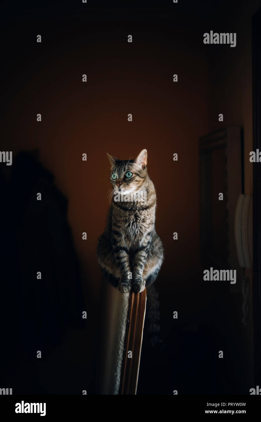 Portrait of a tabby cat hi-res stock photography and images - Alamy