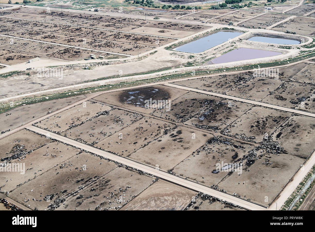 USA, Aerial photograph of Beef Cattle feed lot near Greeley, Colorado Stock Photo