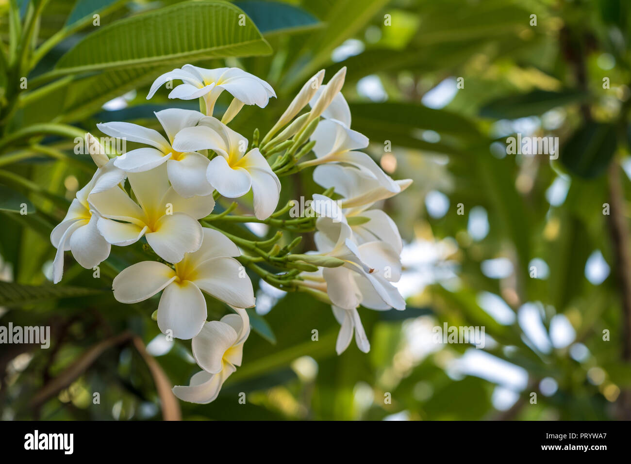 Moths pollinate at night hires stock photography and images Alamy