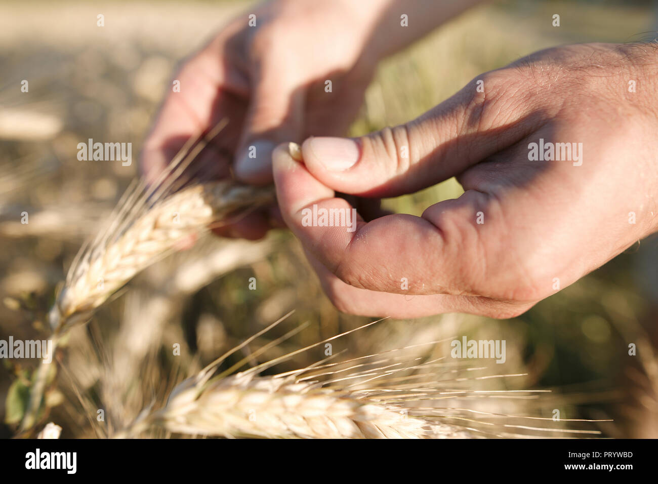 Man's hand holding wheat ear and grain Stock Photo