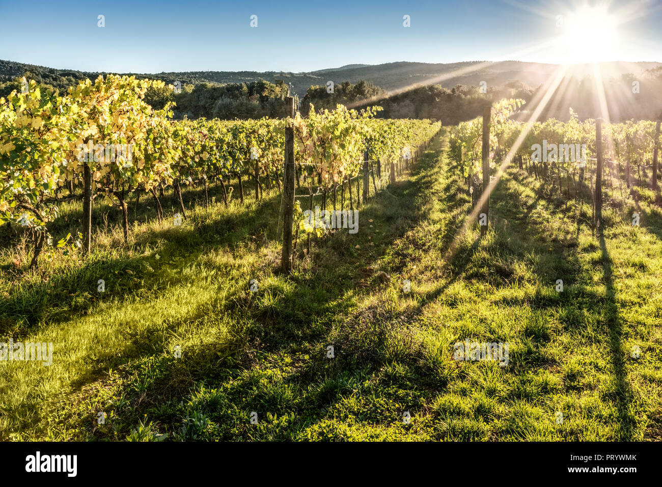 Italy, Tuscany, vineyard in backlight Stock Photo