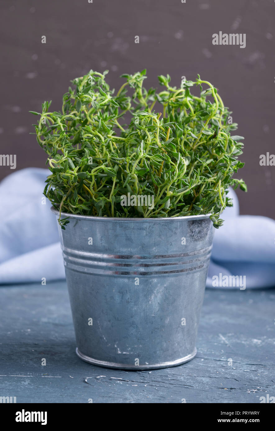Thyme plant in small decorative metal bucket. Fresh herbs for cooking. Stock Photo