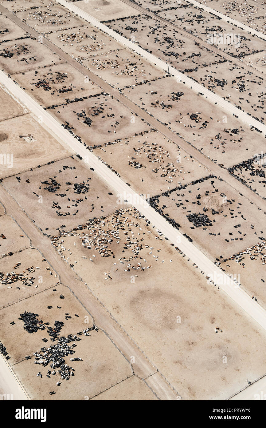 USA, Aerial photograph of Beef Cattle feed lot near Greeley, Colorado Stock Photo