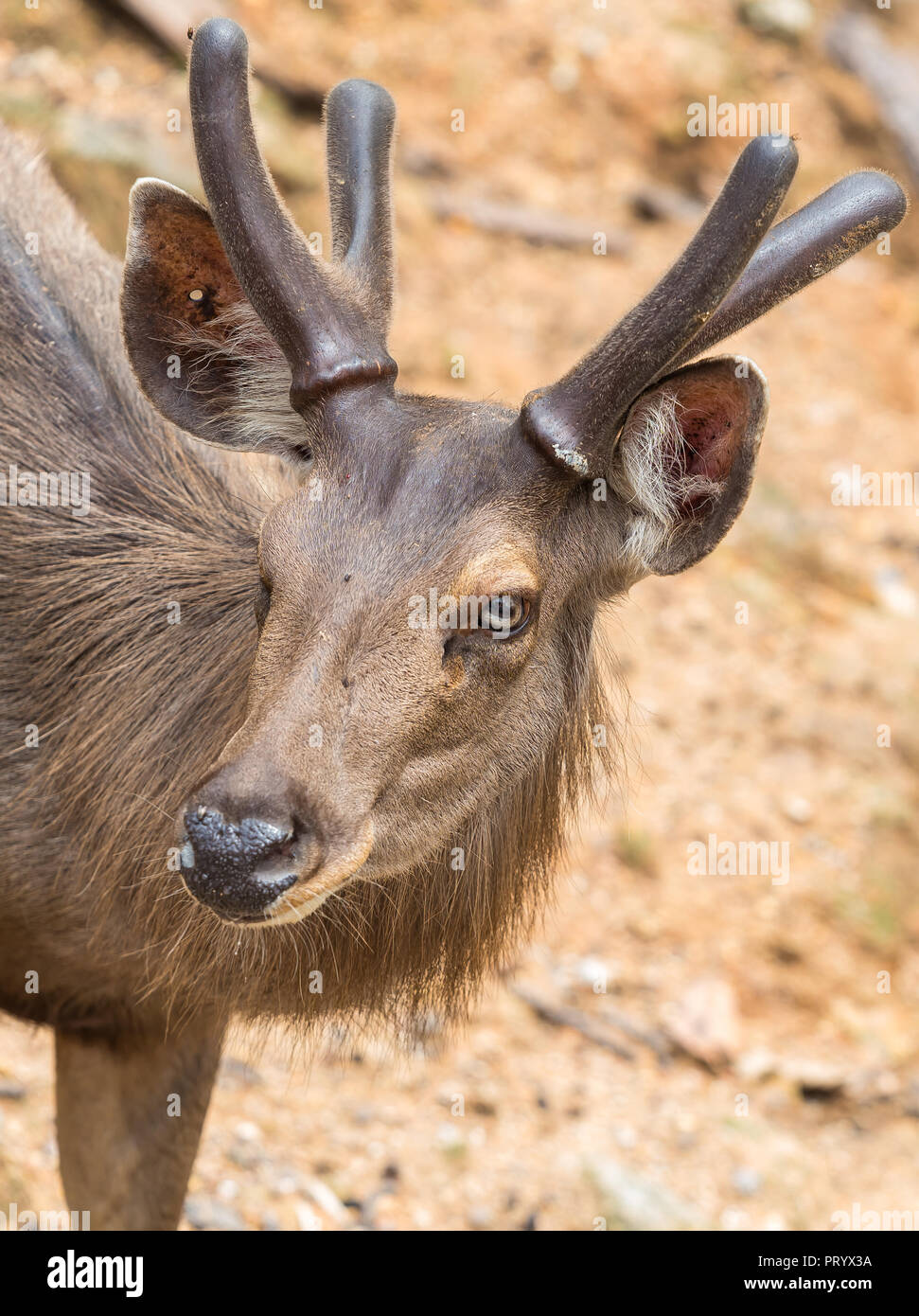 A male red deer with the new antlers covered by the velvet which