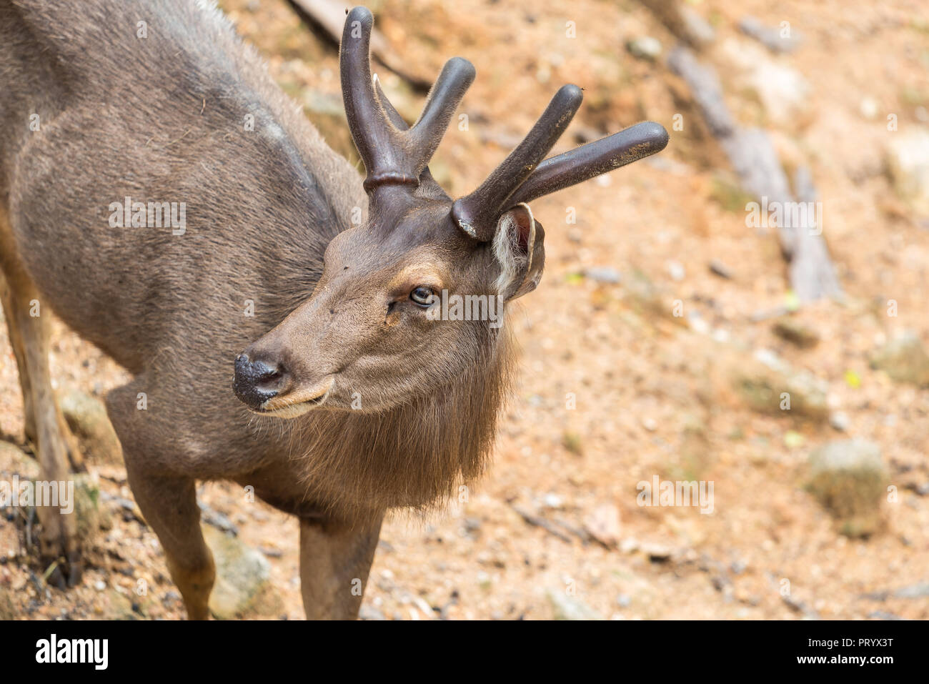 A male red deer with the new antlers covered by the velvet which supplies oxygen and nutrients to the growing bone. Stock Photo
