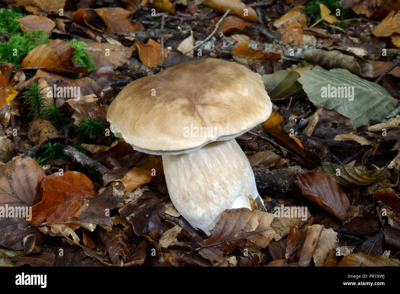 Boletus edulis (commonly known as penny bun or cep) is a basidiomycete fungus found in a variety of woodland types. It is very good to eat. Stock Photo