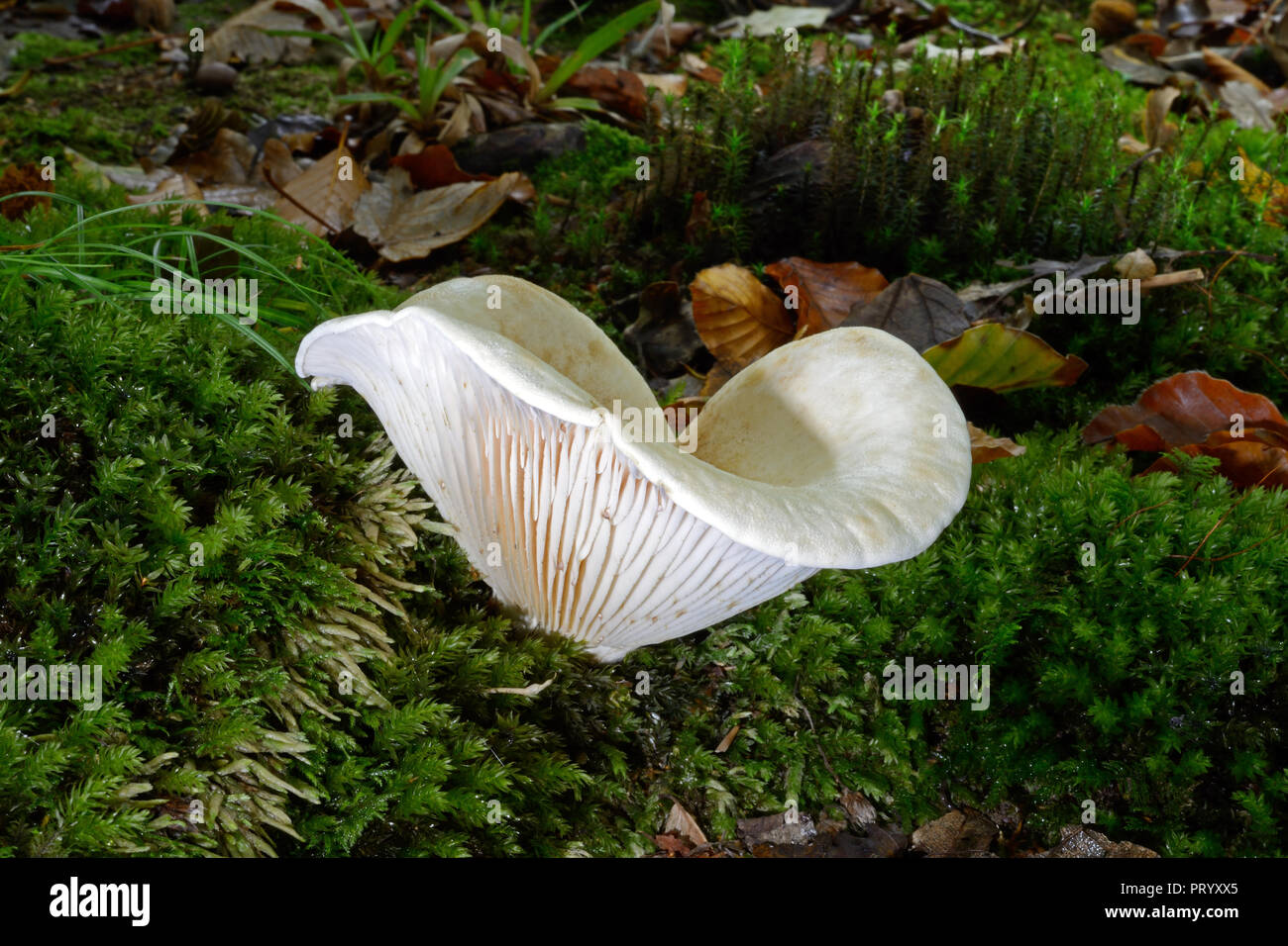 Lactifluus vellereus (previously Lactarius vellereus) is commonly known as the fleecy milk-cap. It is typically found in deciduous woods. Stock Photo