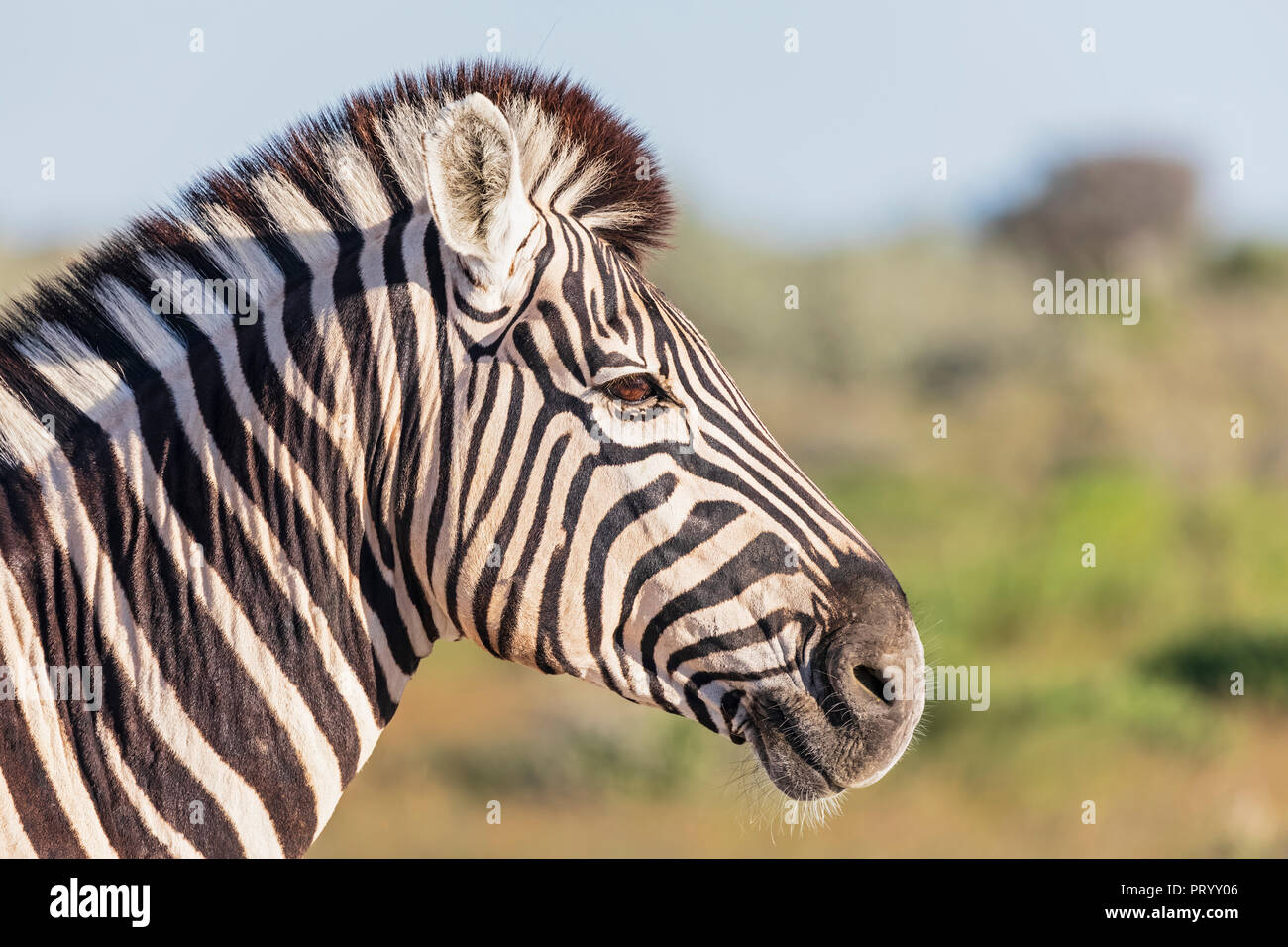 Africa, Namibia, Etosha National Park, Portrait of burchell's zebra, Equus quagga burchelli Stock Photo