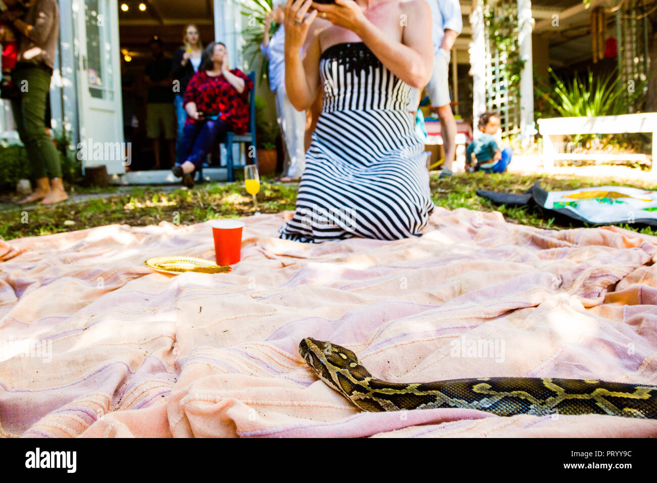 African Rock Python sliding on picnic blanket in front of a woman eating and people standing in the background on a party. Stock Photo