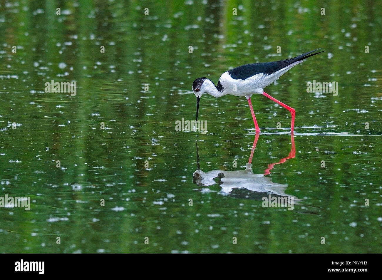Black-winged stilt wading in water Stock Photo