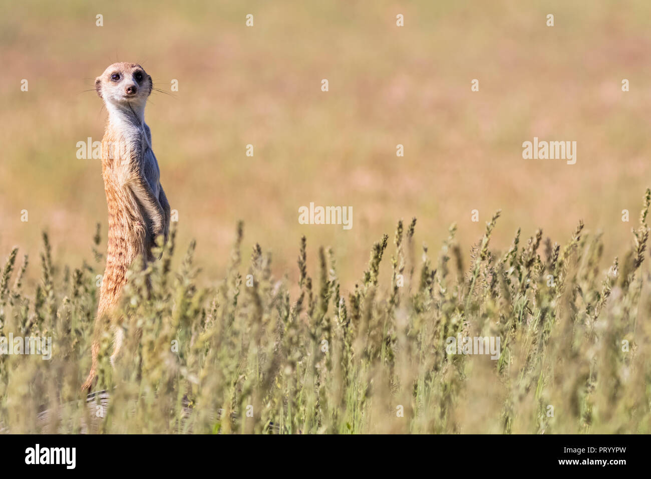 Botswana, Kgalagadi Transfrontier Park, Kalahari, Meerkat watching, Suricata suricatta Stock Photo