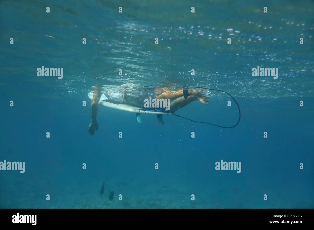 Maledives, Indian Ocean, surfer lying on surfboard, underwater shot Stock Photo