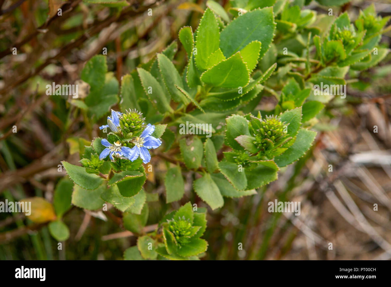 Scaevola crassifolia, Thick-leaved Fanflower Stock Photo