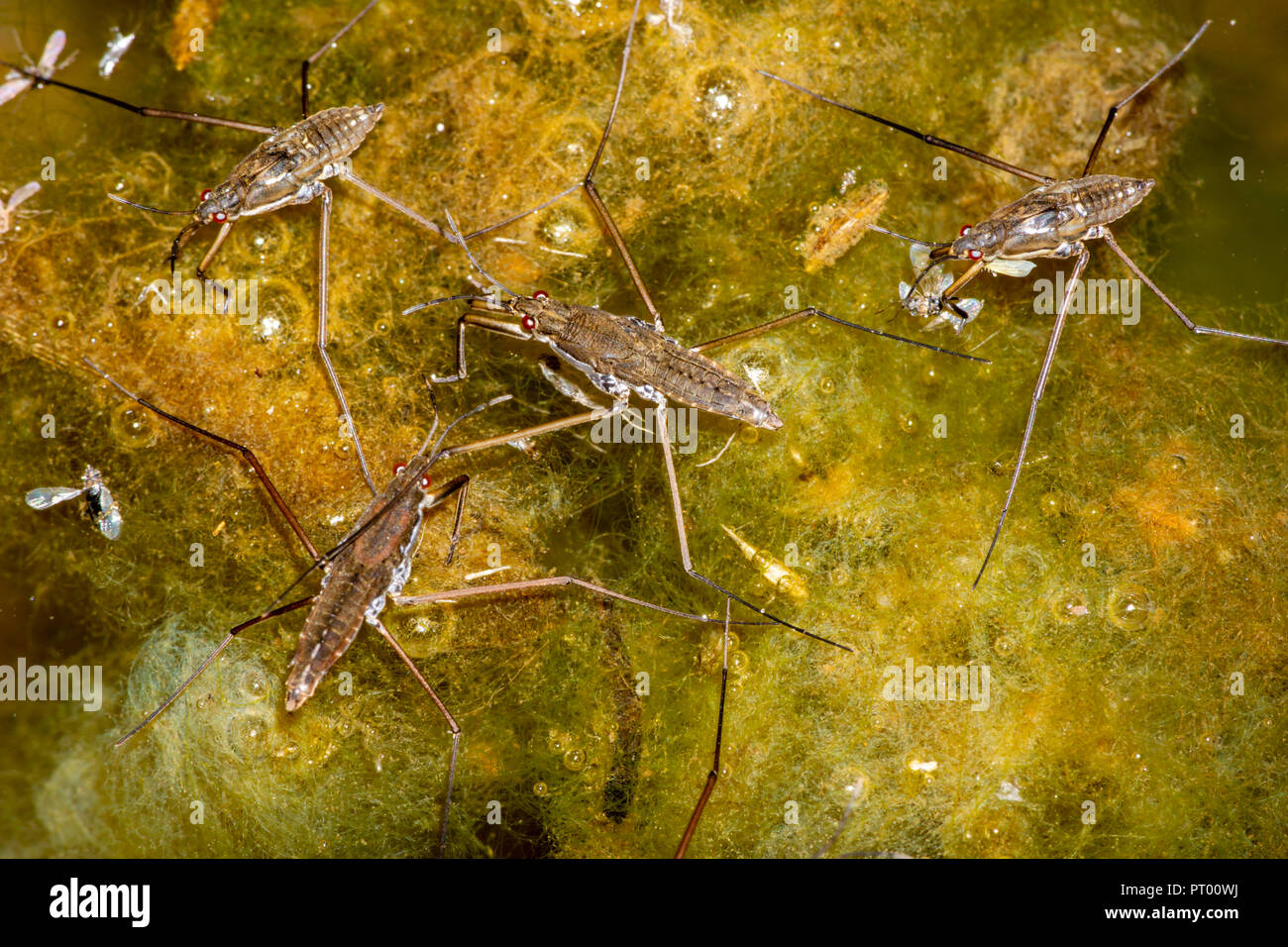 Water Striders (Aquarius remigis) rest on organic mossy surface of slow ...