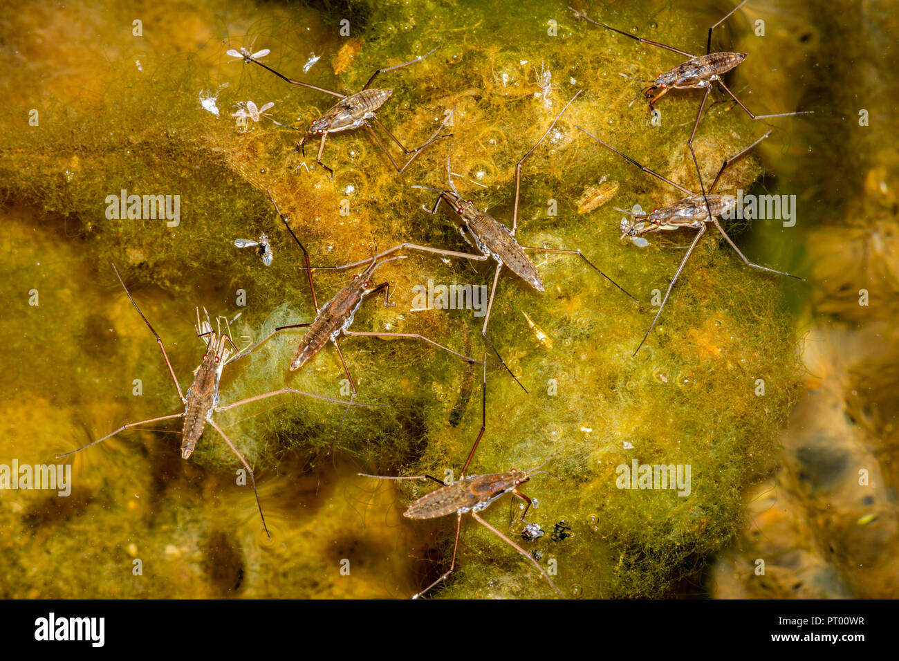Pleuston insects hi-res stock photography and images - Alamy