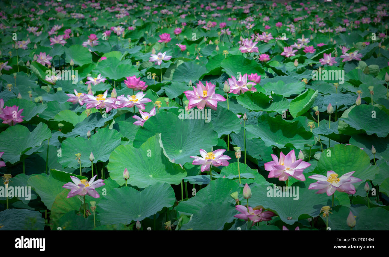 The lotus ponds in peaceful and quiet countryside. This is the flower