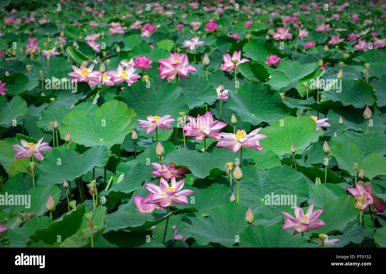 The lotus ponds in peaceful and quiet countryside. This is the flower