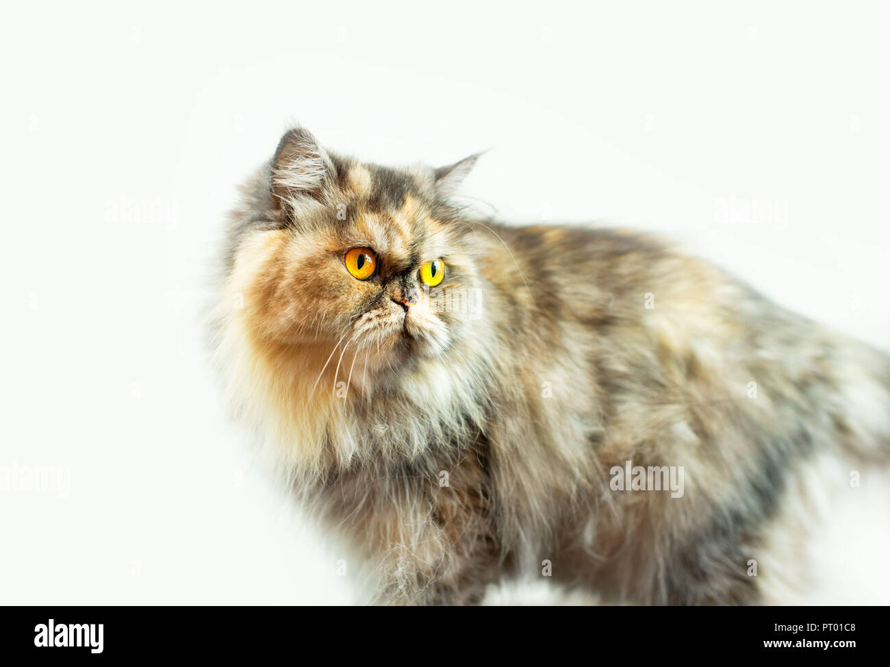 Fluffy colorful Persian cat on a light background. Beautiful domestic