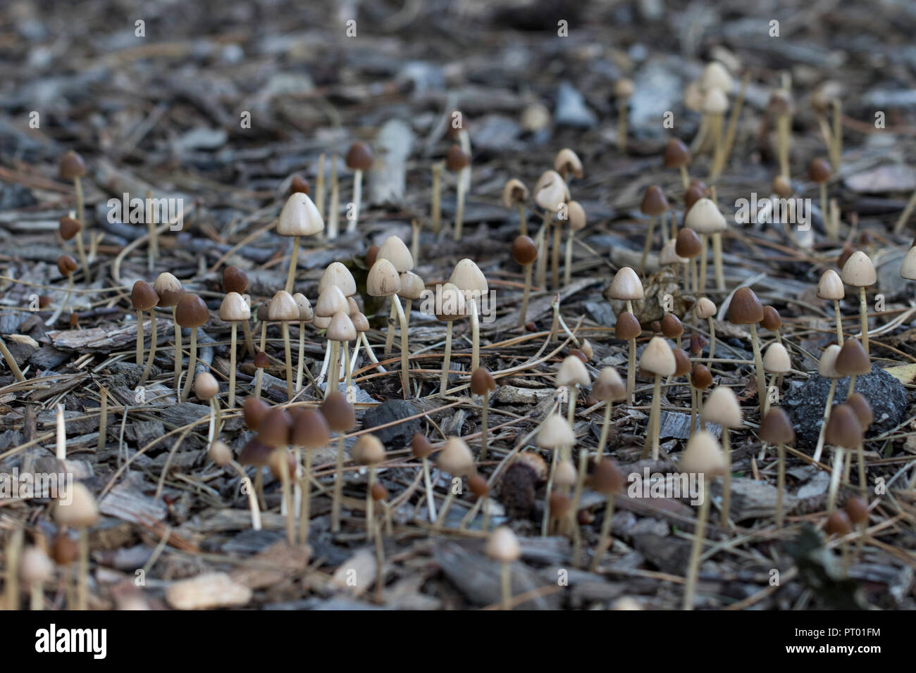 Group of mushrooms growing from the forest floor Stock Photo Alamy