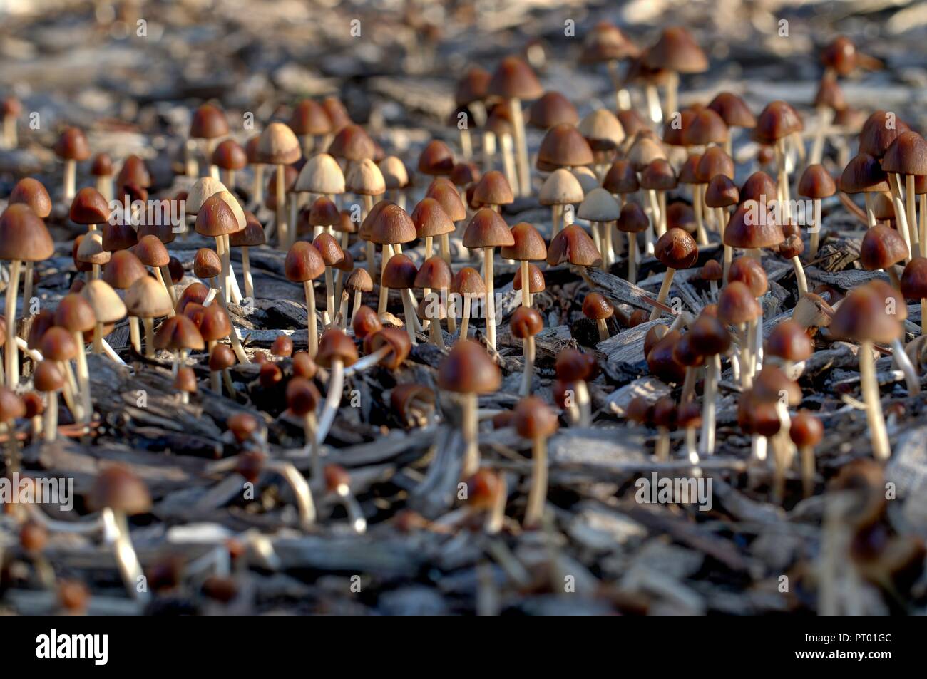 Cluster of little brown mushrooms growing from wood chips. Close up view of mushroom toadstools. Natural decomposers. Autumn fungus. Stock Photo
