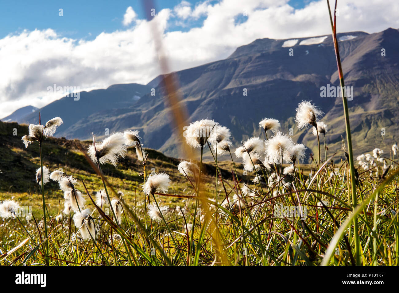 Field of cotton grass in a valley surrounded by mountains in the near of Akureyri and Sulur, Iceland Stock Photo