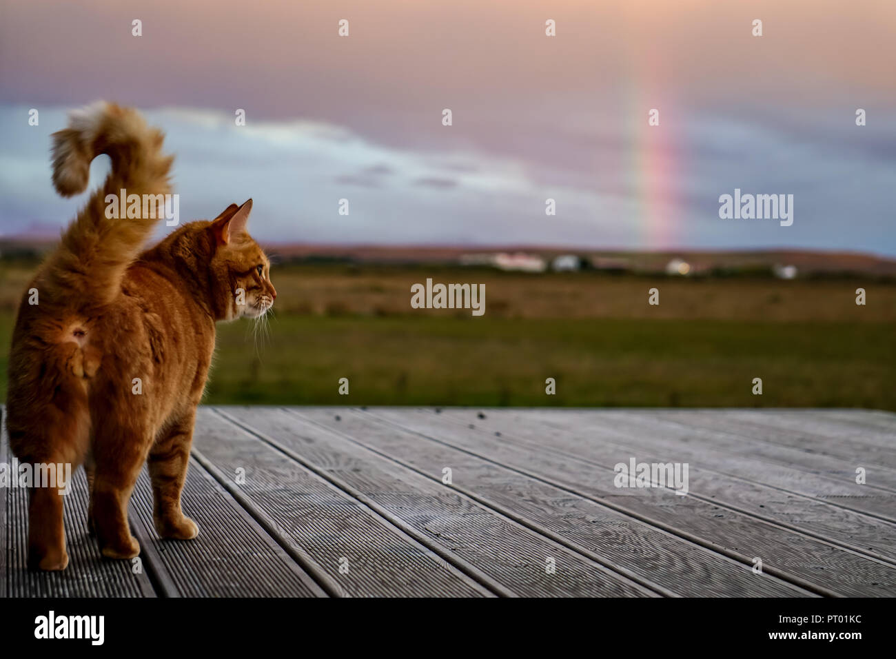 Sweet cat on terrace looks after the rainbow on iceland Stock Photo