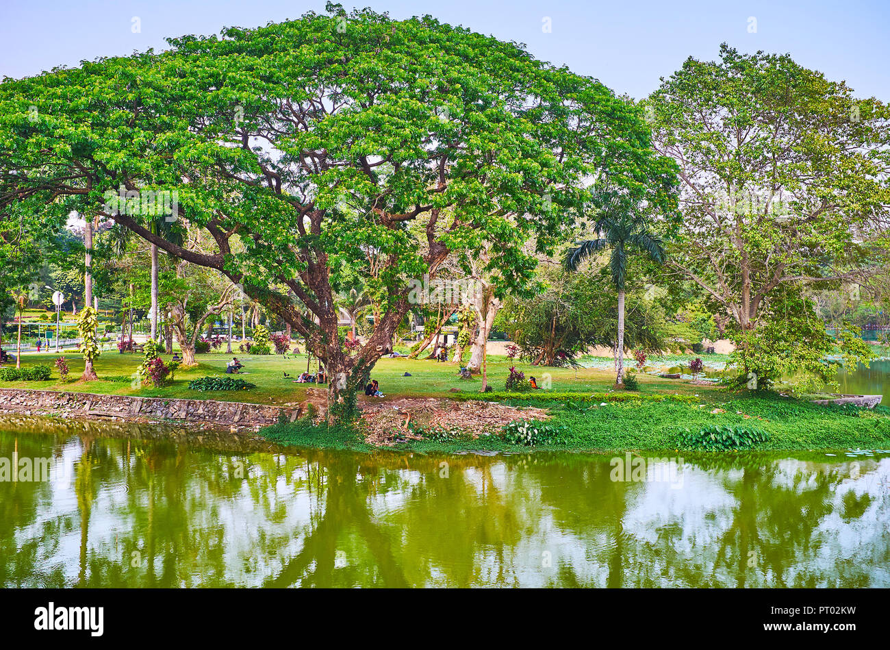 Enjoy the picnic in Kandawgyi Nature Park by the lake with a view on spreading acacia leucophloea (htanaung) tree, Bahan township, Yangon, Myanmar. Stock Photo