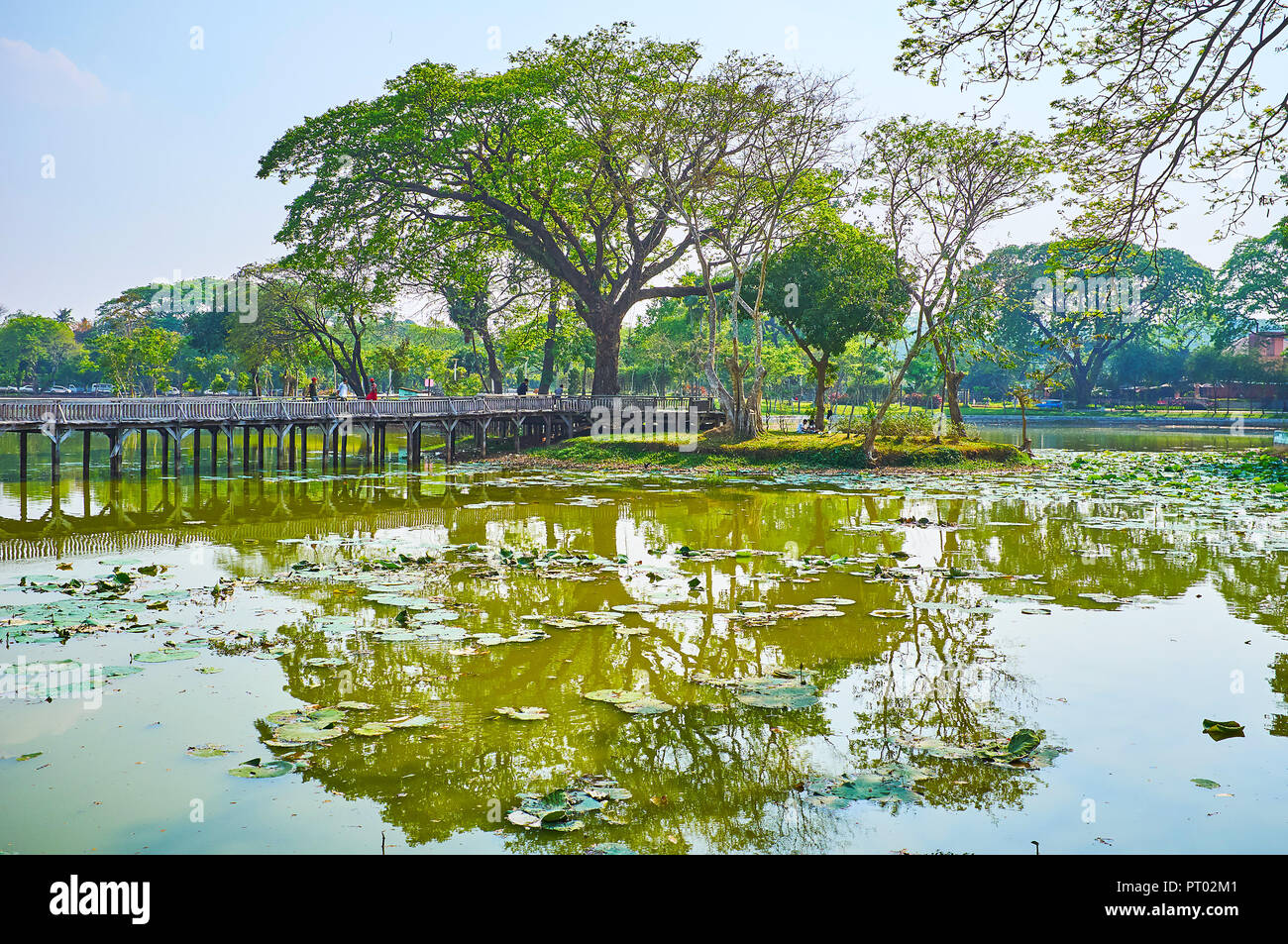 Relax on the bank of Kandawgyi Lake with a view on scenic htanaung (acacia leucophloea) tree and old timber bridge, reflected in water, Yangon, Myanma Stock Photo