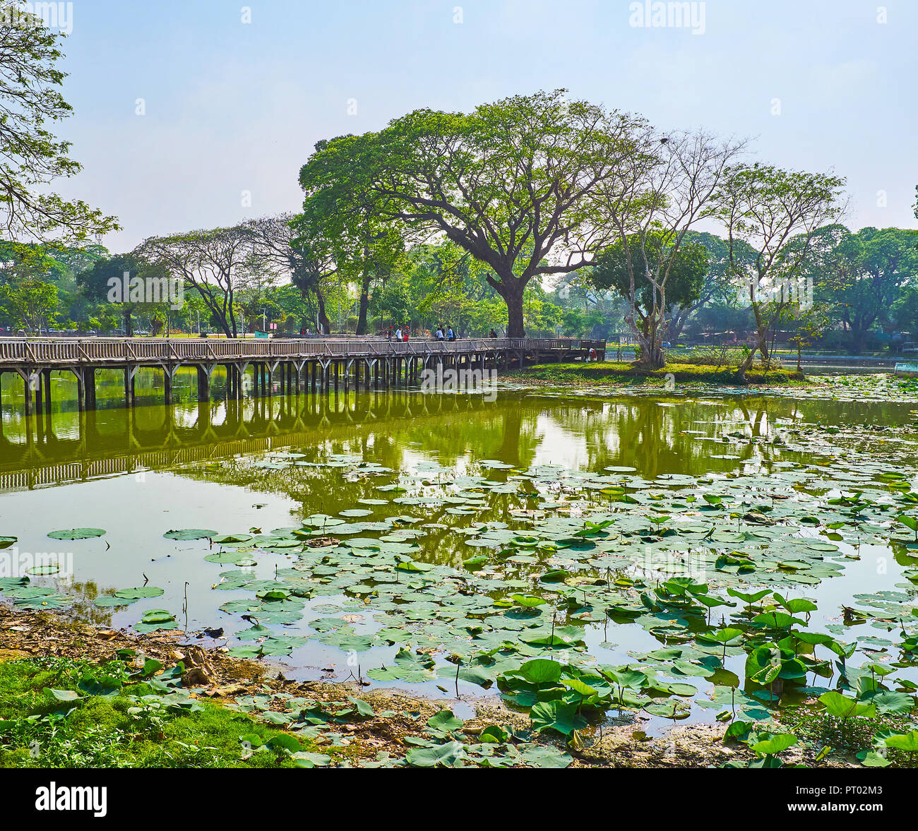 Kandawgyi park is the perfect area for picnics and leisure in scenic spots with a view on the lake with lotus plants, Yangon, Myanmar. Stock Photo