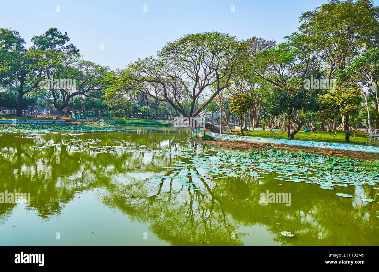 The lakeside Kandawgyi Park boasts the scenic views with sprawling trees, juicy lawn and lotus plants on the water surface, Bahan township, Yangon, My Stock Photo