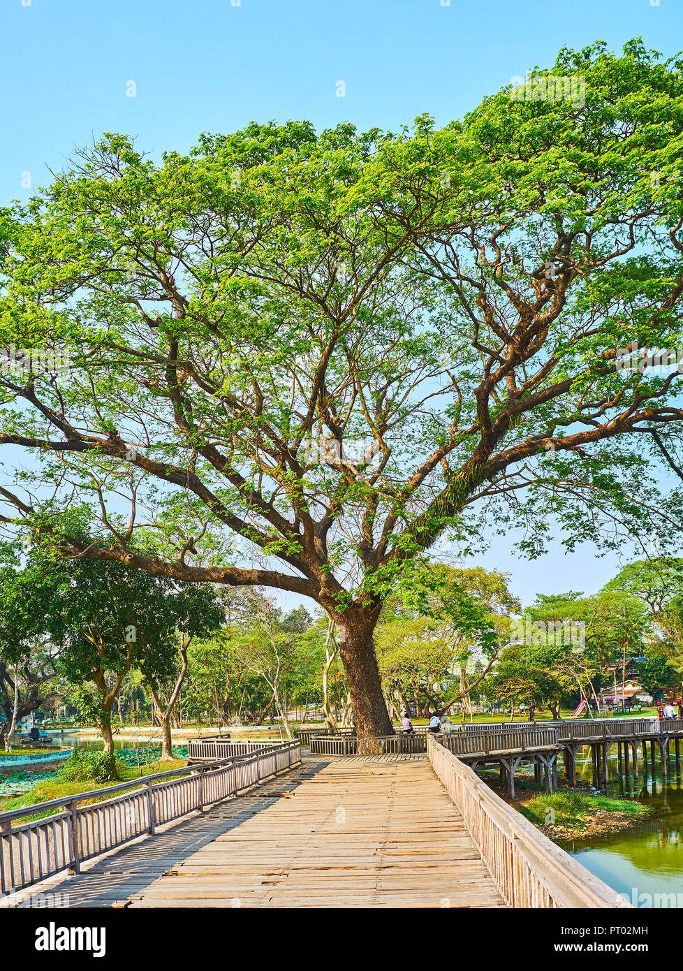 The sprawling acacia leucophloea (htanaung) tree amid the old creaking timber bridge across Kandawgyi Lake, Yangon, Myanmar. Stock Photo