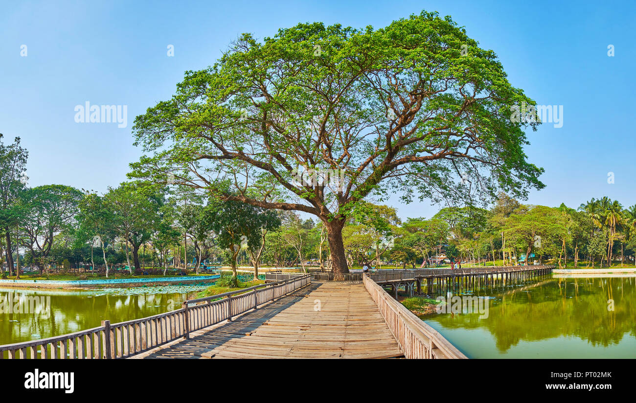 The scenic htanaung (acacia leucophloea) tree grows on the islet amid Kandawgyi Lake, the old timber bridge connects this shady place with lake banks, Stock Photo