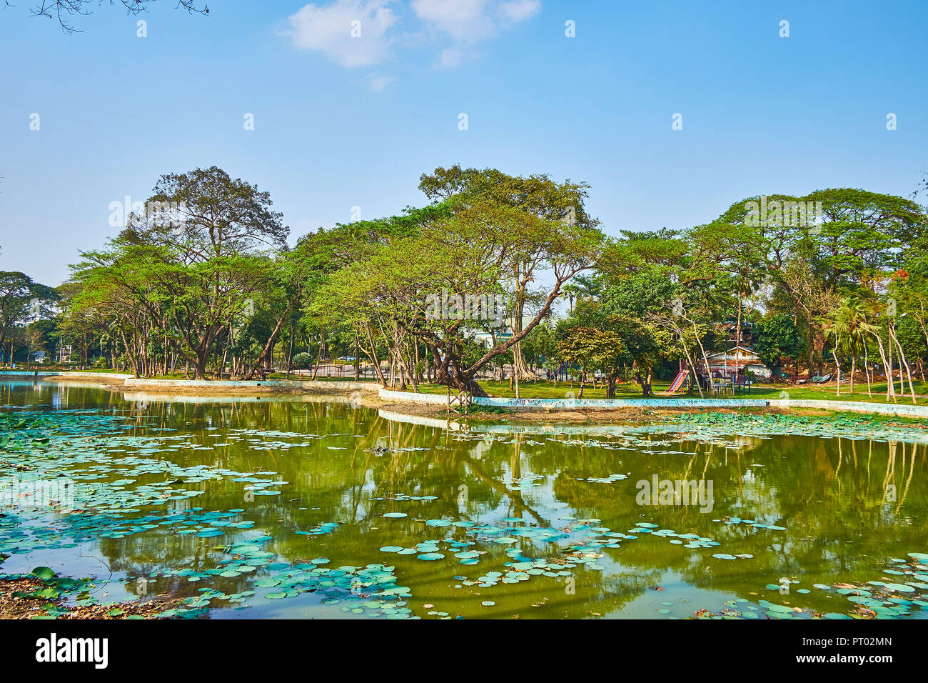 The bank of Kandawgyi lake is covered with lush greenery, spreading htananung (acacia leucophloea) trees provide the shade for walking people, Yangon, Stock Photo