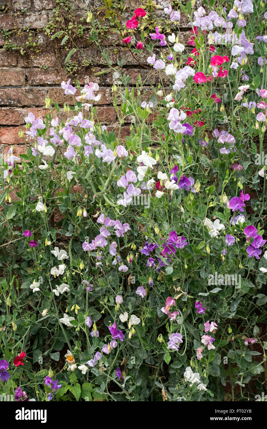 Climbing flowering sweet pea plant against old red brick wall,Derbyshire, UK Stock Photo