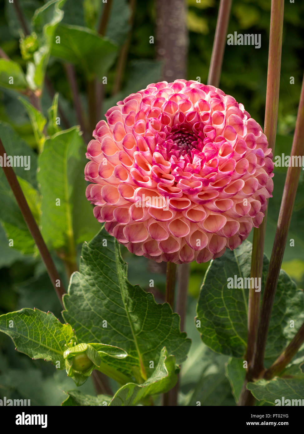 Single 'Burlesca' Dahlia flower, Derbyshire, England, UK Stock Photo