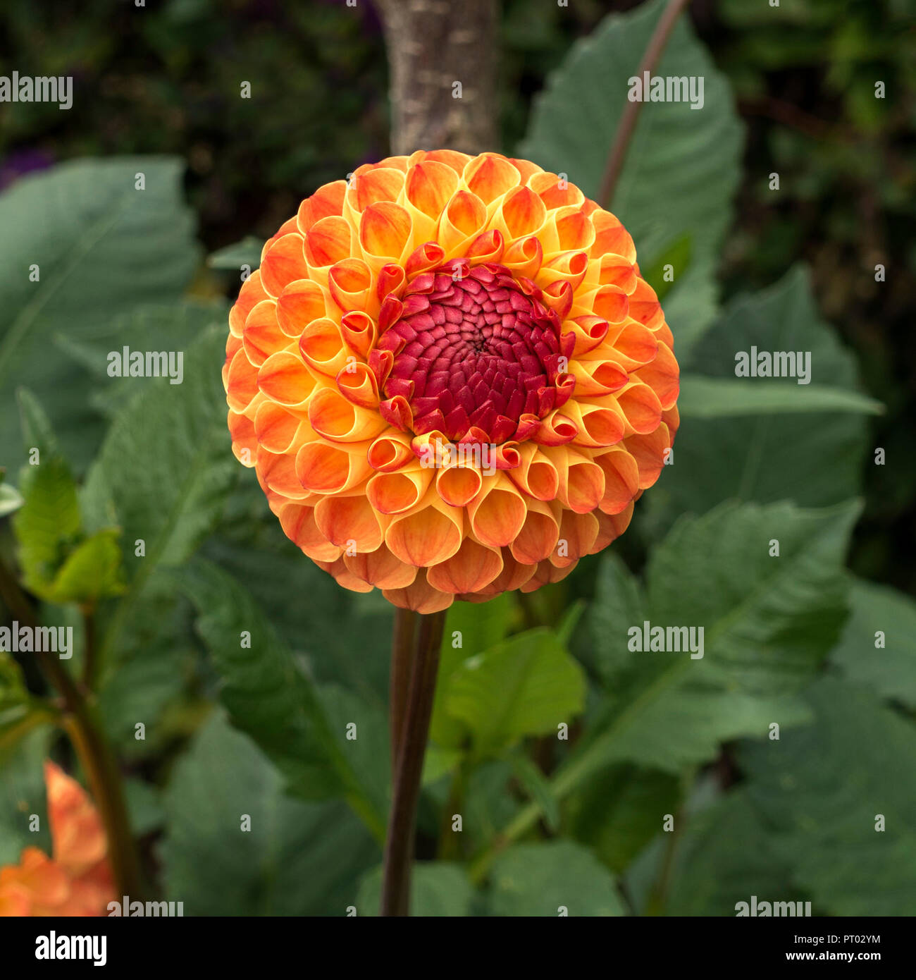 Single yellow, orange and red spherical 'Ms Kennedy' Dahlia flower, Derbyshire, England, UK Stock Photo