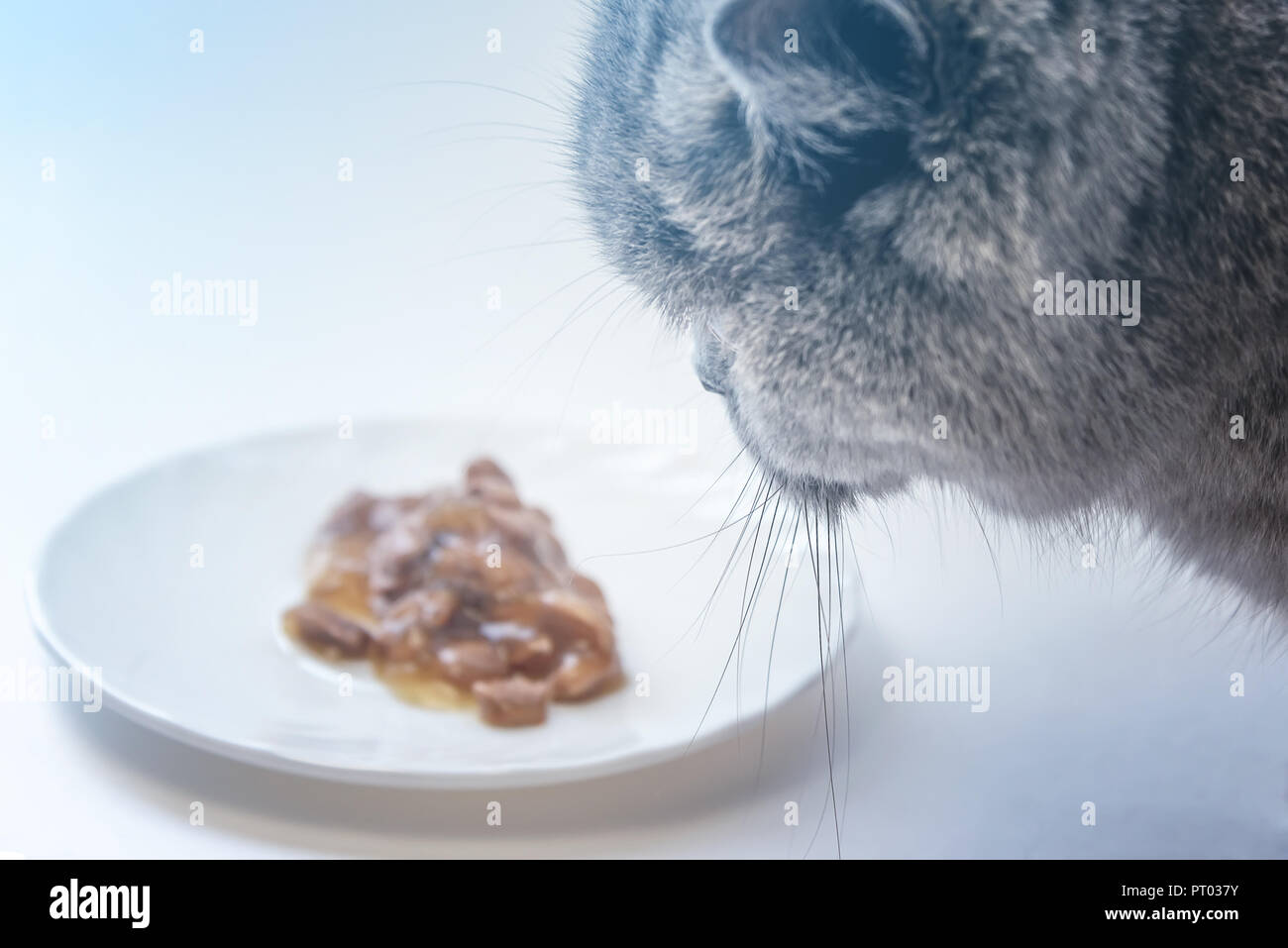 Cat sniffing floor hires stock photography and images Alamy