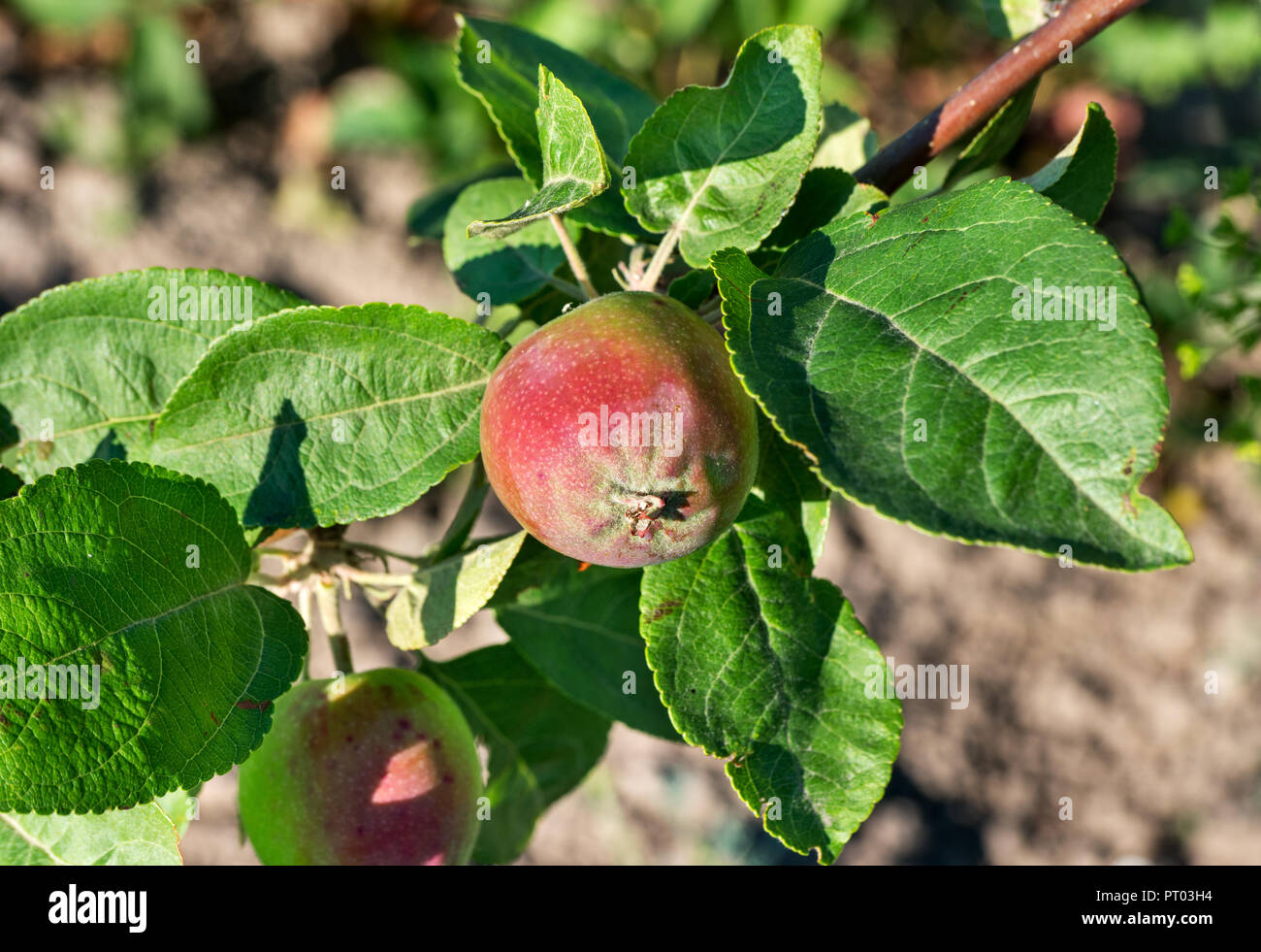 Little red apple on a tree in the garden Stock Photo - Alamy