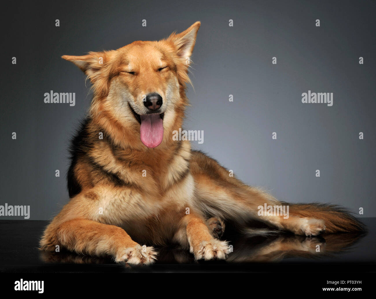 beautiful mixed breed dogs
