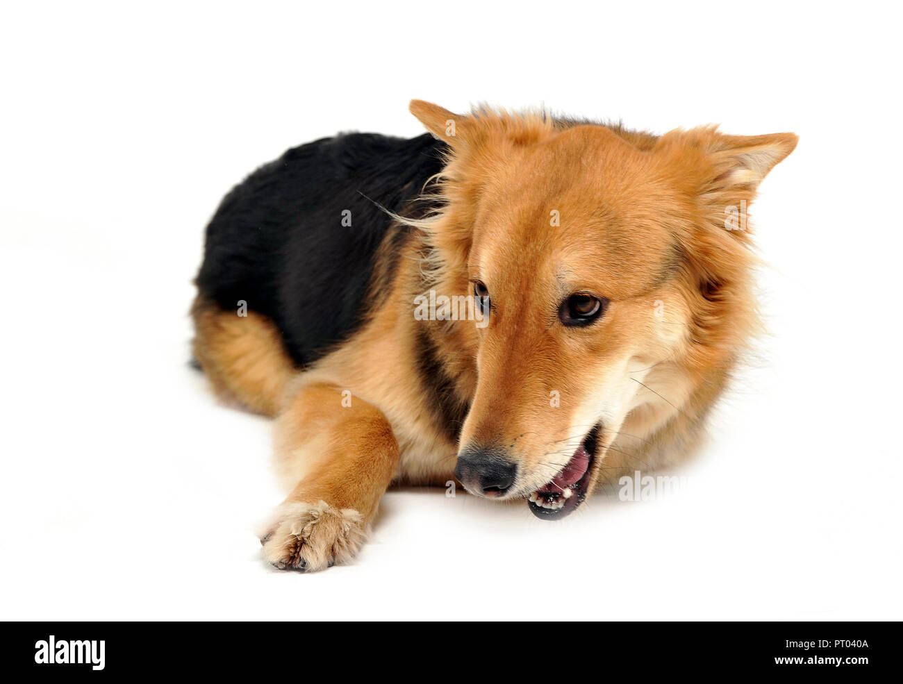 cute mixed breed dog lying in white studio Stock Photo - Alamy