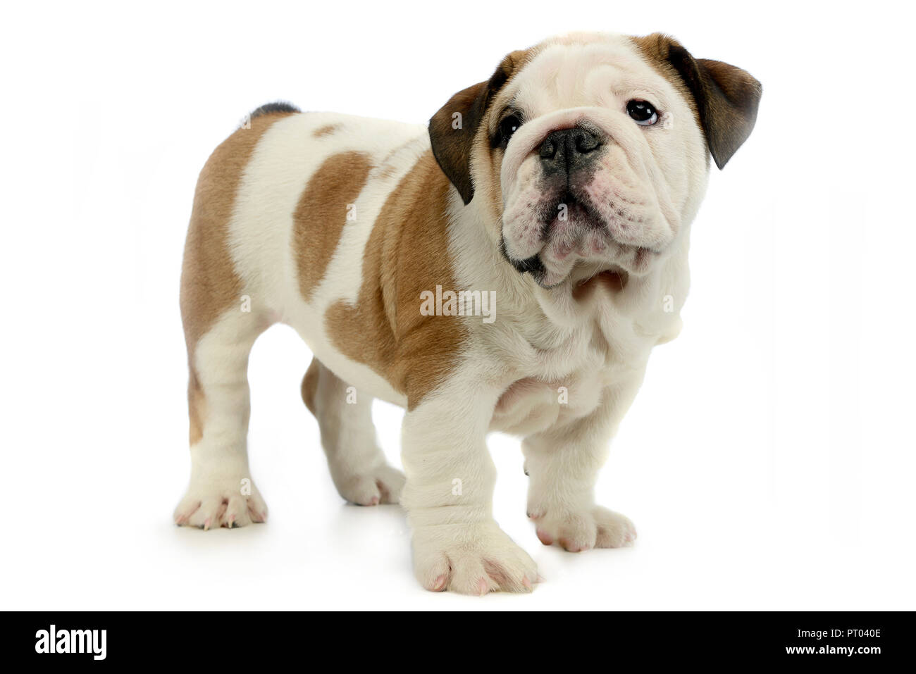 Puppy Bulldog Baby Looking Up In White Studio Stock Photo Alamy