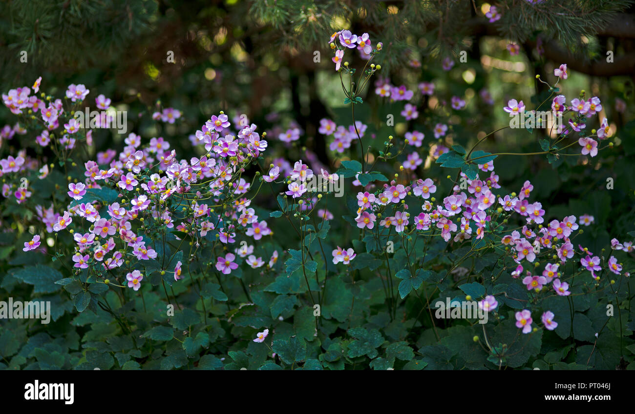 Flowers of Anemone hupehensis japonica Stock Photo