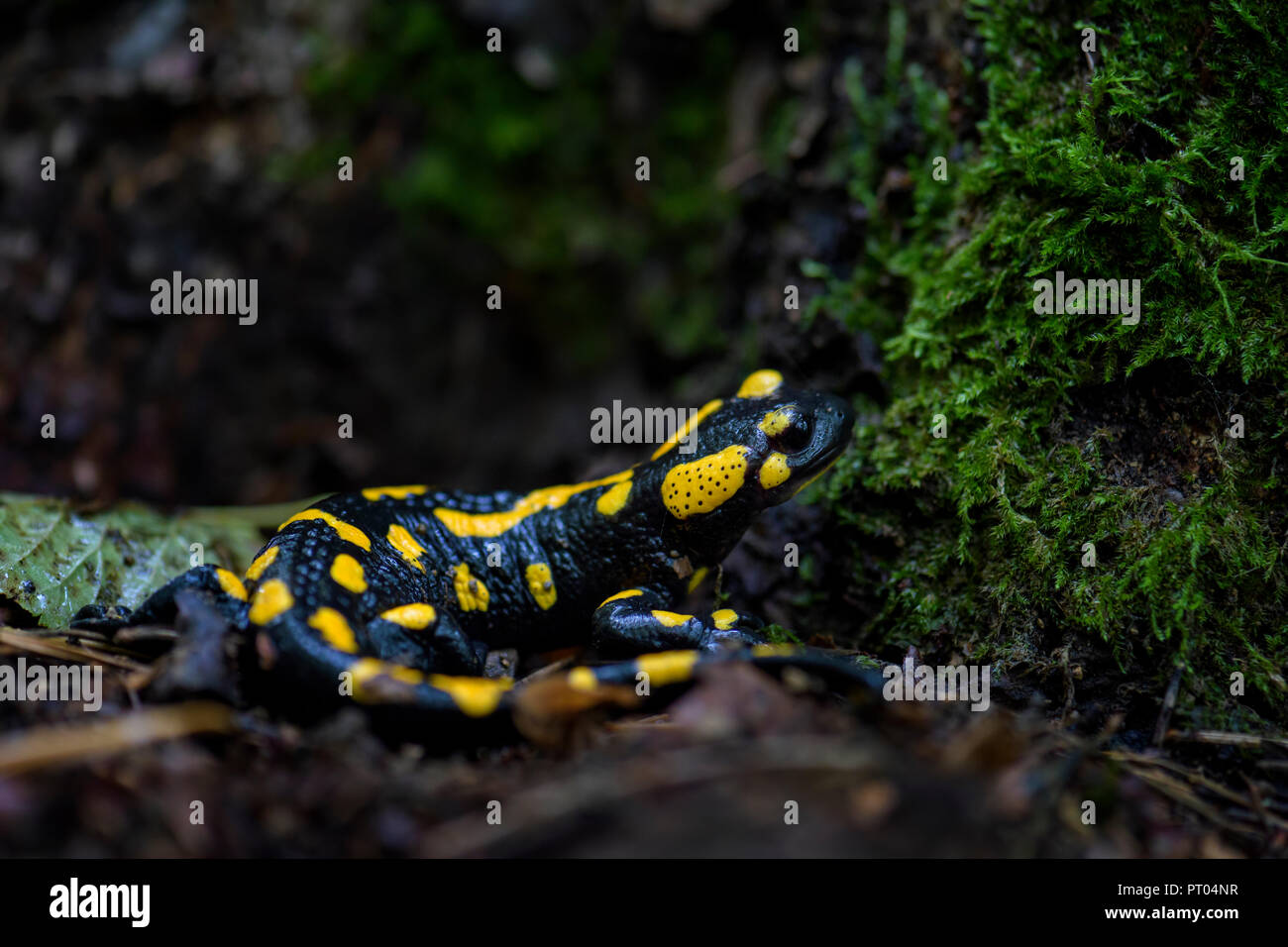 Fire Salamander - Salamandra salamandra, beautiful black and yellow amphibian from European forests, Czech Republic. Stock Photo