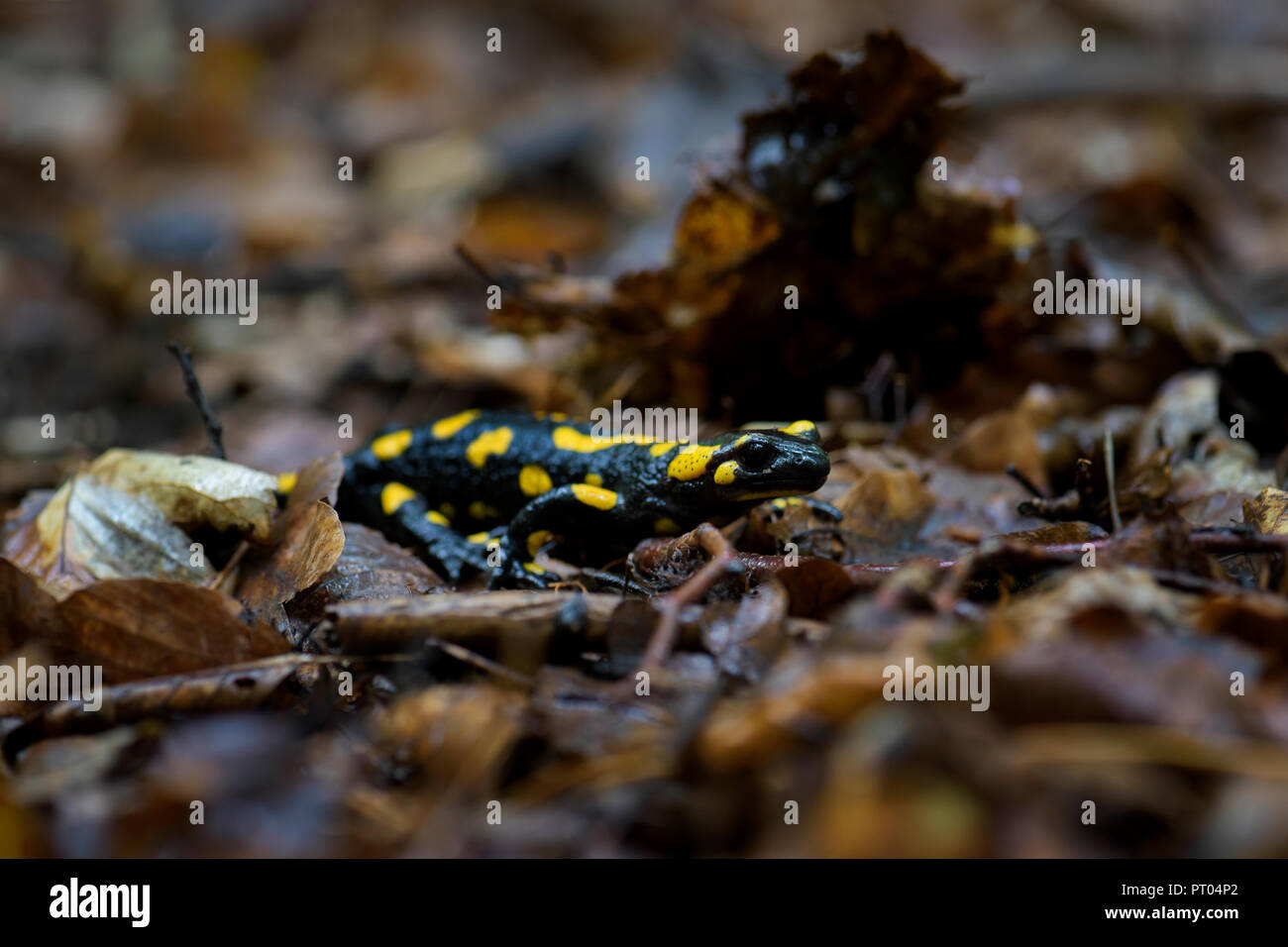 Fire Salamander - Salamandra salamandra, beautiful black and yellow amphibian from European forests, Czech Republic. Stock Photo