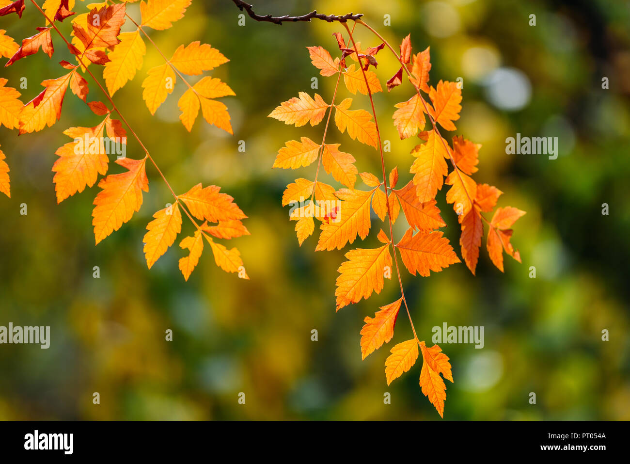 Yellow And Orange Autumn Tree Leaves In Fall Season Stock Photo - Alamy