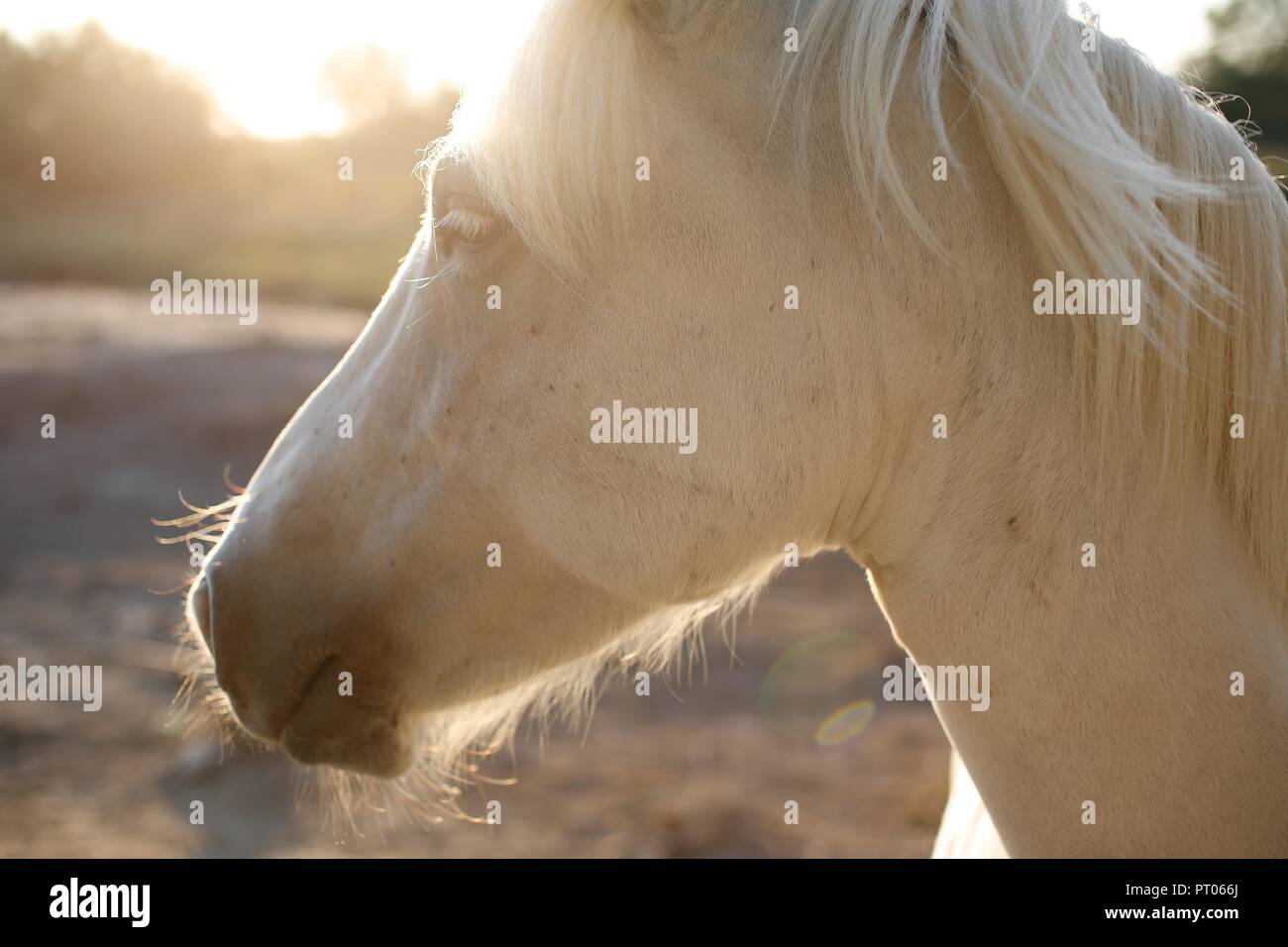 Camargue, profile of horse Stock Photo