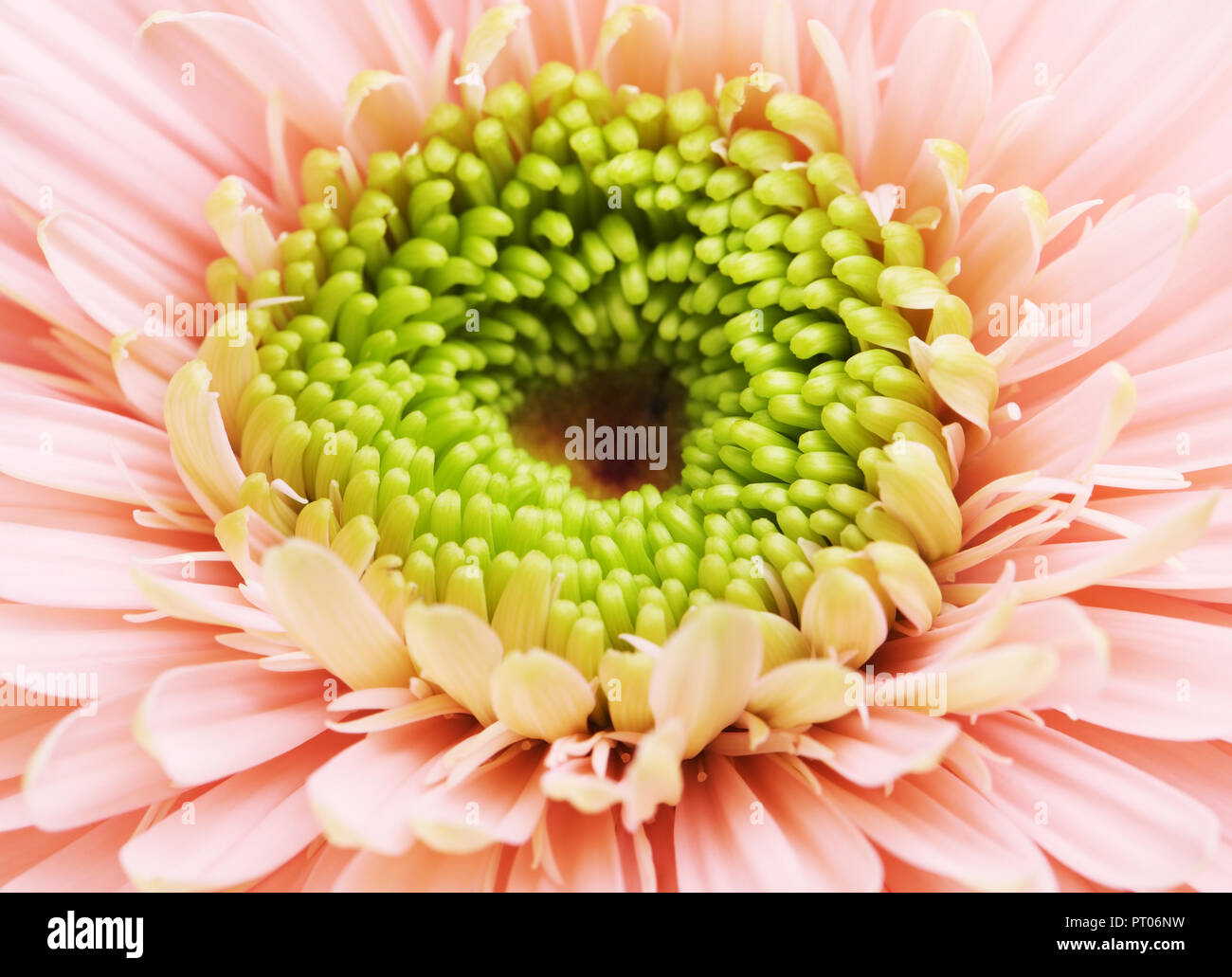 pink gerbera daisy flower, close up background Stock Photo