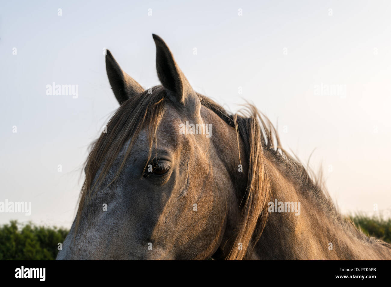 Closeup of a head of a brown horse with a scar Stock Photo Alamy